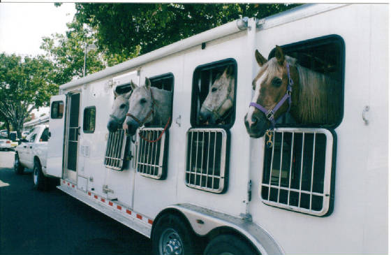 horsesinrailer.jpg