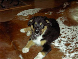 puppies045.jpg